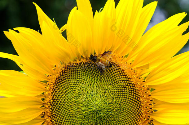蜜蜂从向日葵花粉中喝花蜜，与