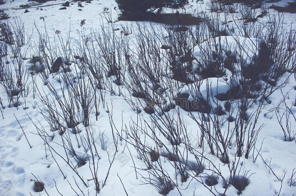 灌木丛和<strong>脚下</strong>的台阶在雪中