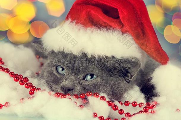 戴着小圣诞老人帽的小猫