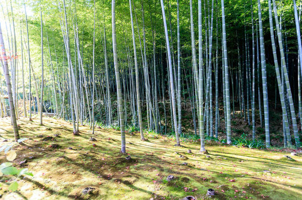 日本竹林，阿拉山