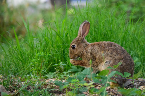 警觉动物棕色的兔子耳朵