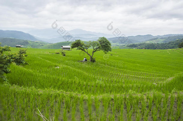 美丽的梯田