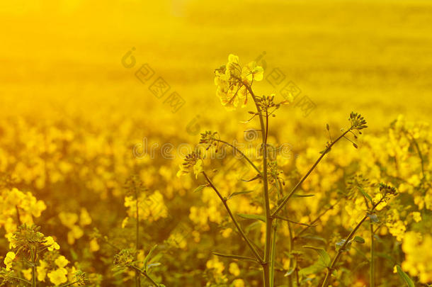 在农业领域绽放<strong>油菜花</strong>。 <strong>春天</strong>在大自然中。 明亮的黄色油。 开花油菜籽。 照片