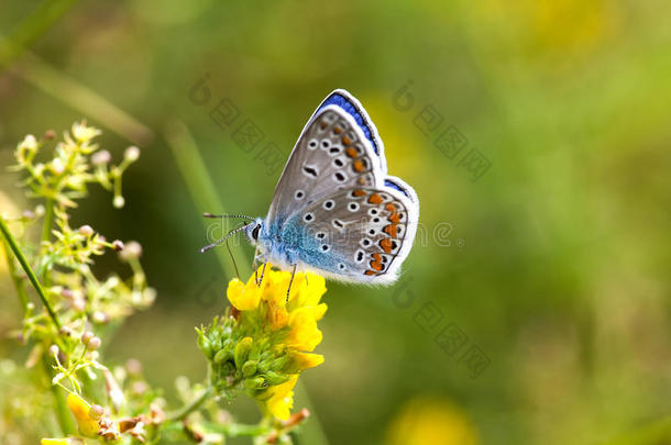 五颜六色的蝴蝶特写。 蓝色橙色花束多在三叶草花上。 夏天的绿色植物颜色