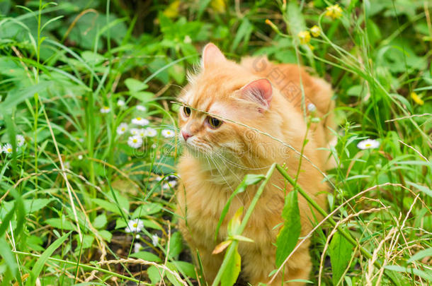 姜猫在高高的草丛和鲜花中