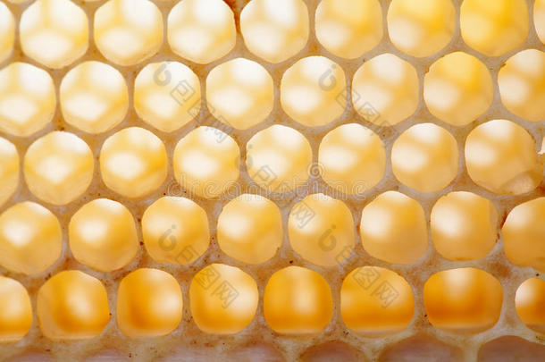 农业的农业养蜂场蜜蜂蜂巢