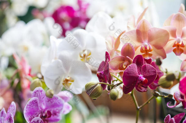 五颜六色的花兰花。 美丽的兰花科蝴蝶兰粉红色，红色，紫罗兰兰花特写。 浅的深度