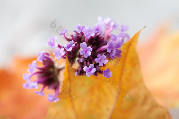 盛开的粉红色，紫色的小花和黄色的枫叶。 灰色背景。 柔和的焦点。 场的浅深度。 宏