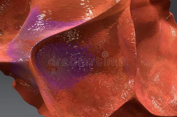 白色念珠菌解剖动脉血子宫颈