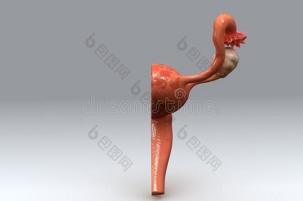 天线解剖学解剖肛门动脉