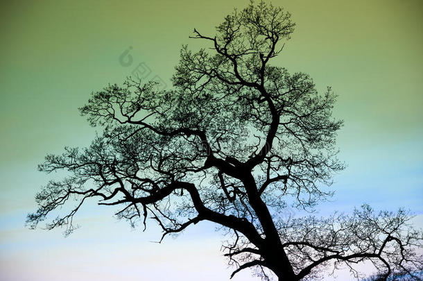 幻想迷人的树影映衬着绿色的天空