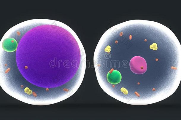 脂肪细胞或脂肪细胞