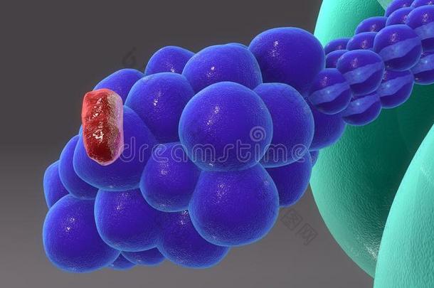 解剖抗体细菌生物学血