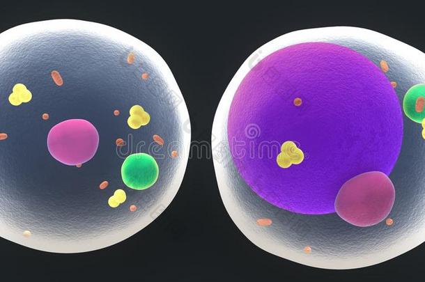 脂肪细胞或脂肪细胞
