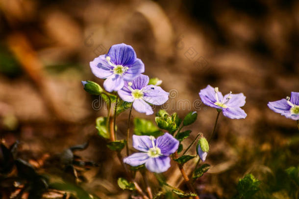 草地上美丽的蓝色小花