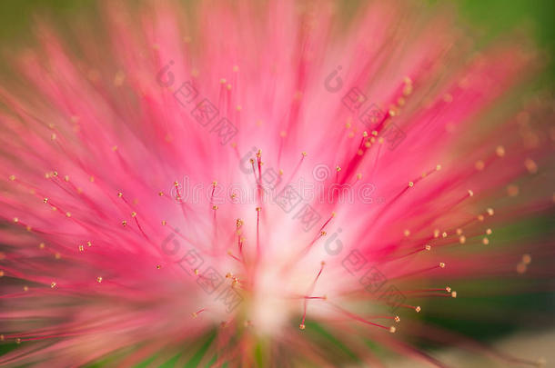 花园中粉红色花和心皮的特写/森林中粉红色花和心皮的宏观