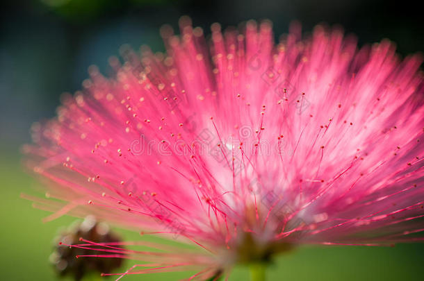 花园中粉红色花和心皮的特写/森林中粉红色花和心皮的宏观