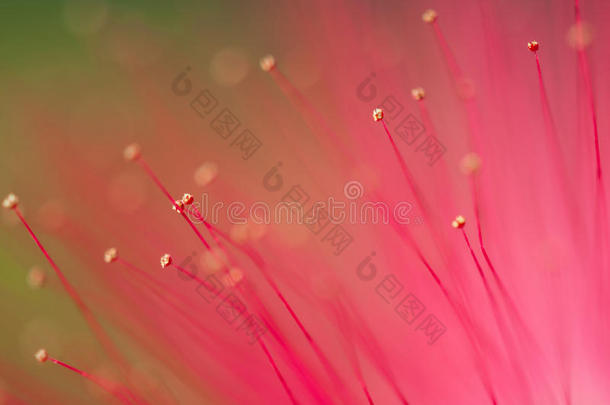 花园中粉红色花和心皮的特写/森林中粉红色花和心皮的宏观