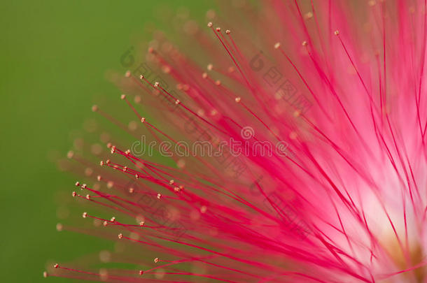 花园中粉红色花和心皮的特写/森林中粉红色花和心皮的宏观