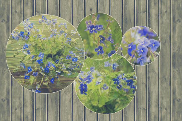 一束野生森林的<strong>小蓝</strong>色花朵拼贴。 维罗妮卡·杰曼德，斯维韦尔花