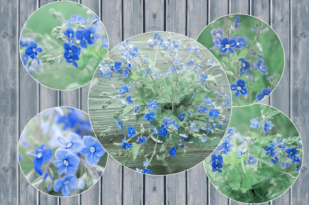 一束野生森林的<strong>小蓝</strong>色花朵拼贴。 维罗妮卡·杰曼德，斯维韦尔花