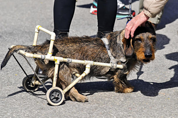在街上轮椅上禁用狗