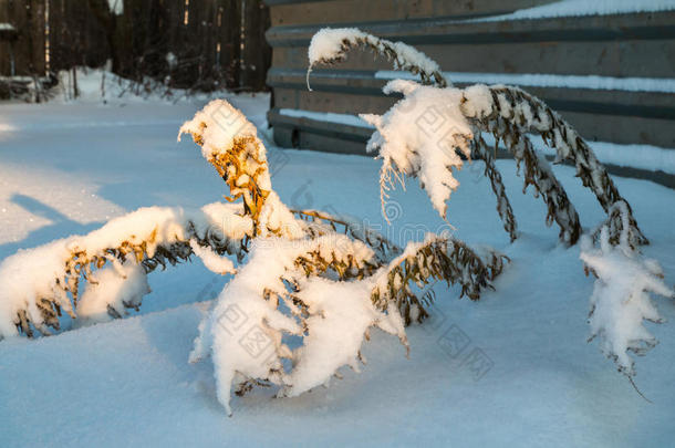 冬天雪<strong>中</strong>的<strong>草</strong>