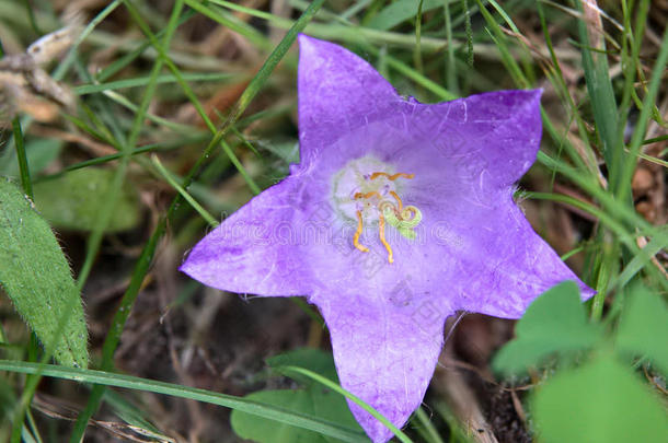 荨麻叶钟花(Campanula气管皮)的开花)