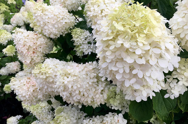 在夏天，白色的小便吉利绣球花锥形状的花朵的特写