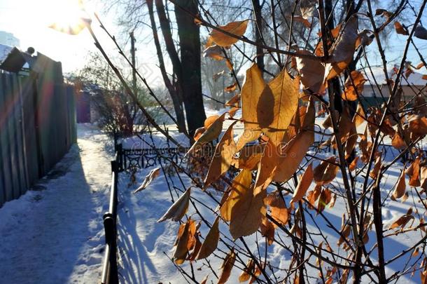 冬天阳光下冷冻的橙色叶子
