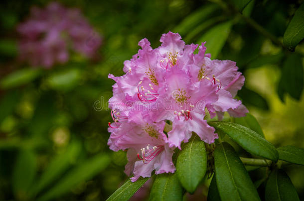 美丽的粉红色<strong>杜鹃花</strong>的自然背景