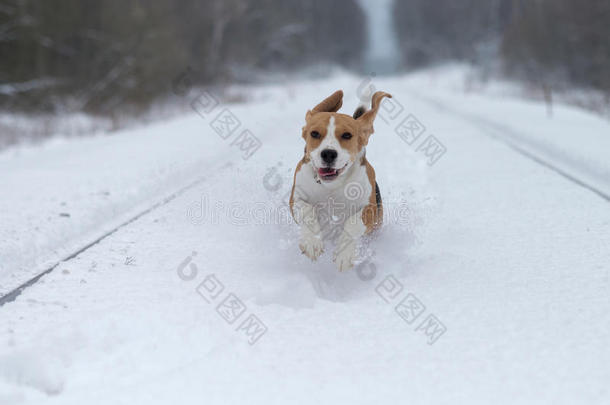 比格犬在<strong>雪地里奔跑</strong>