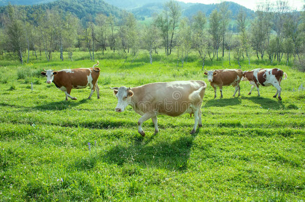 山区的肥牛群在绿草地上