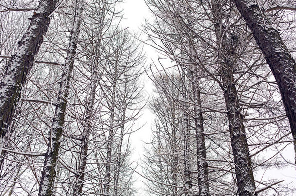 冬天的森林树林，有白雪覆盖的高树