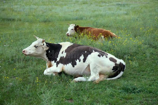 牛繁殖的荷斯坦在牧场上繁殖2