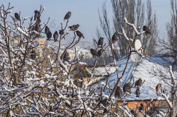 美丽的鸟儿坐在被雪覆盖的树枝上