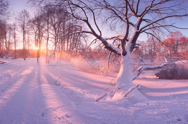 早晨阳光下的霜树