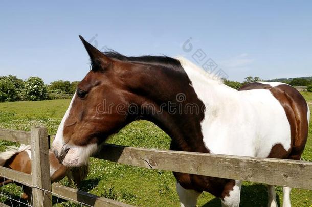 棕色和白色的马看着篱笆