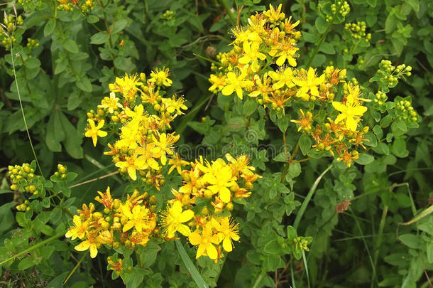 花儿芽家庭领域植物区系