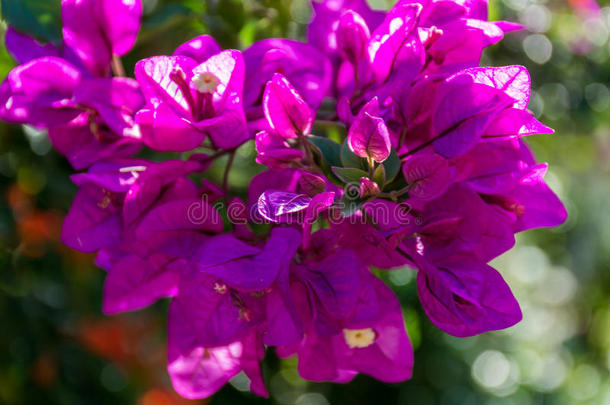 明亮的<strong>紫色花</strong>束靠近植物的花朵