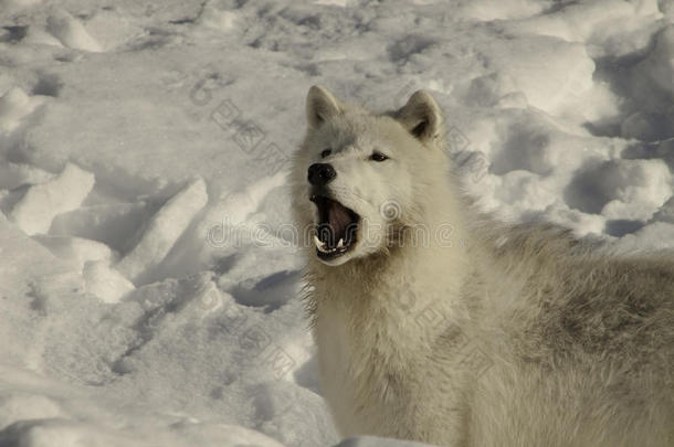 北极狼在雪地上咆哮