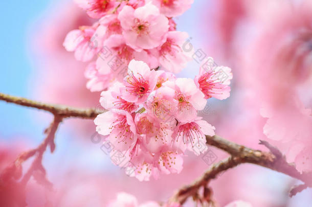 在春天盛开的树枝上，粉红色的花朵在树枝上特写，粉红色的樱花和蓝天的背景
