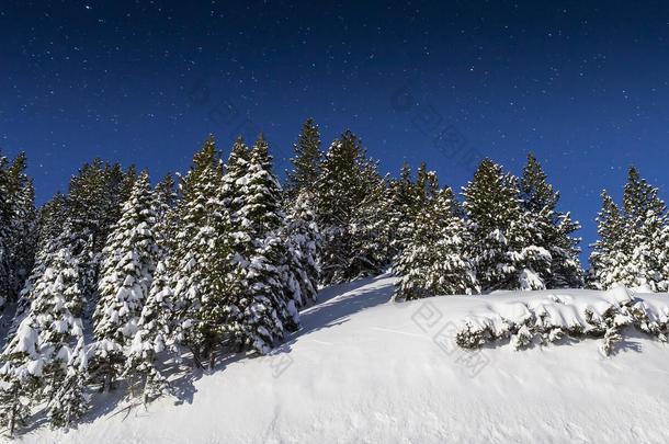 寒冷的冬季雪景与松树