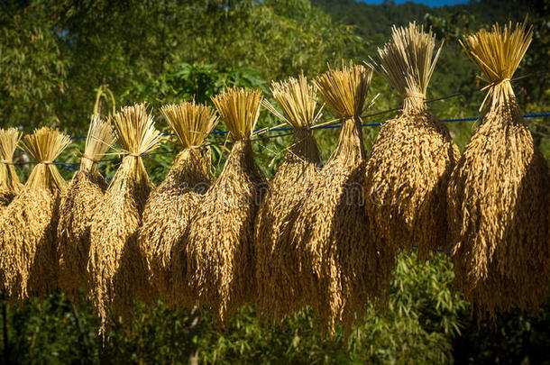 新鲜收获的稻蒲挂在一条线上-马利贡水稻梯田