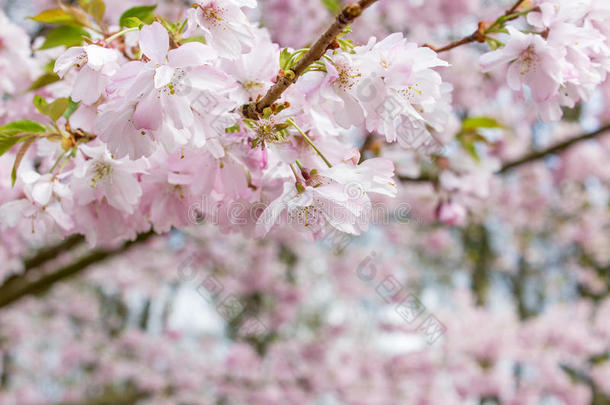 樱花枝