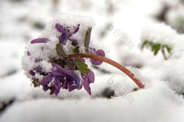 在雪地里生花