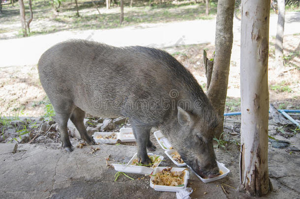 动物野猪谷类食品来吃