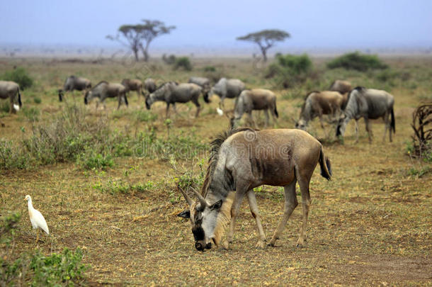 非洲野生动物的大型野生动物迁徙