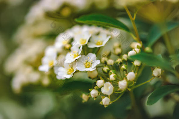 模糊绽放的白色美丽的花朵