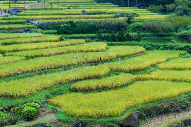 用成熟的<strong>水稻</strong>植物关闭<strong>水稻</strong>梯田